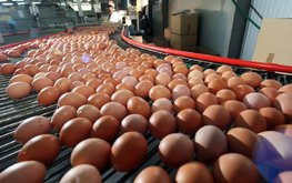 Топ-20 производителей куриных яиц в 2022 г.