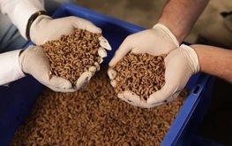 В Индии начали добавлять муку из насекомых в корма для животных