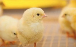 Птицефабрика &laquo;Акашевская&raquo; открыла два племрепродуктора в Марий Эл