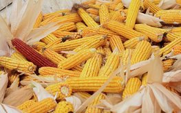 Бразилия в апреле существенно сократит экспорт сои и кукурузы &ndash; прогноз