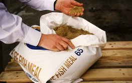 Мировое производство рыбной муки растёт