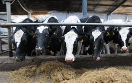 Производство товарного молока в Башкортостане превысило 200 тыс. тонн