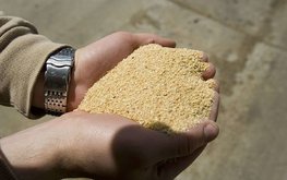 Китай сократит использование сои в кормах для животных