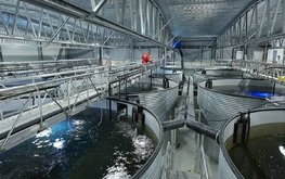 Россельхознадзор оценил потенциал производства аквакультуры в России в 1 млн тонн в год