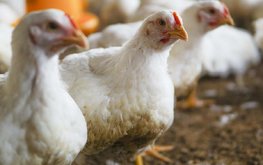 Птицеводы РФ не поддерживают начало поставок мяса птицы из Китая