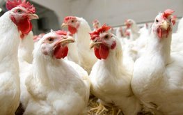 Отечественные птицеводы продолжают завоёвывать рынок Африки
