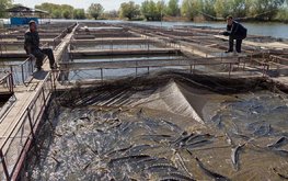 Обновлены данные об эпизоотическом состоянии аквакультурных предприятий за 2022 год