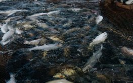За I квартал 2023 года производство товарной аквакультуры выросло на 15,6%
