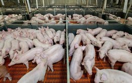 &laquo;АгроПромкомплектация&raquo; отправила партию племенных свиней в Красноярский край
