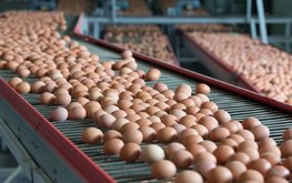 Росстат: цена на яйца упала на 2,6%