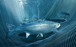 Состояние рынка кормов для аквакультуры и их ингредиентов