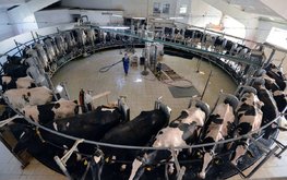ИКАР предложил стимулировать экспорт молочной продукции частным субсидированием