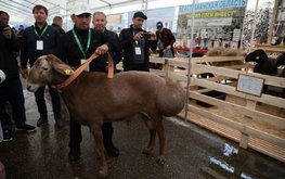 Минсельхозпрод Дагестана подписал соглашение об инновационном развитии мясного овцеводства