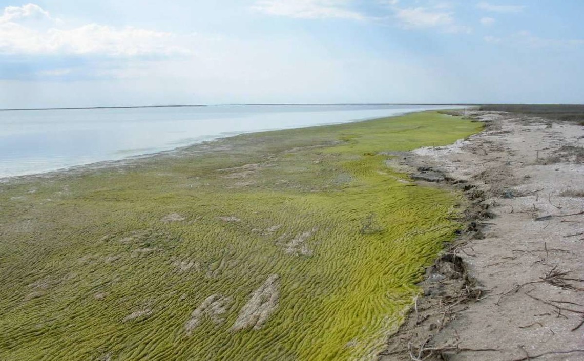Зелёную водоросль Cladophora можно использовать в сельском хозяйстве и аквакультуре