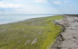 Зелёную водоросль Cladophora можно использовать в сельском хозяйстве и аквакультуре