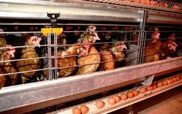 В Калифорнии запретили продавать яйца от кур, живущих в клетках