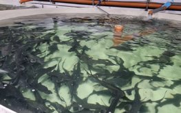 Мировое производство аквакультуры выросло почти на 180%