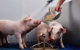 Росстат отмечает увеличение поголовья свиней на 5,4%