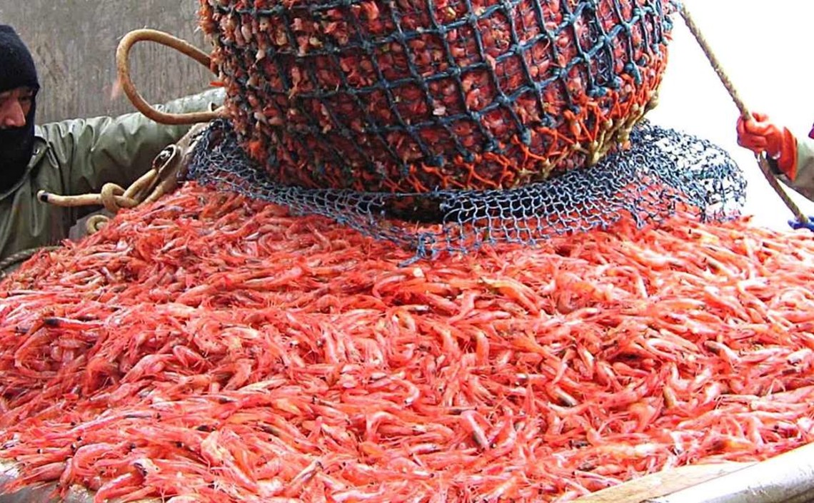 Приз за рыбный корм без морепродуктов объявила компания из США