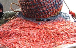 Приз за рыбный корм без морепродуктов объявила компания из США