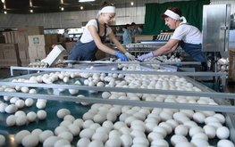 Расширять яичные птицефабрики будут в Казахстане