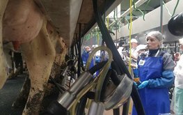 Определён лучший оператор машинного доения Ленобласти