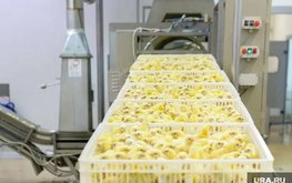 В школах Екатеринбурга начнут выращивать бройлеров