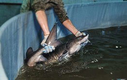 Новый приказ уточнит судьбу отбракованных рыб в аквакультуре