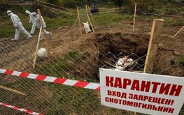 Правительство запретит строить новые скотомогильники в РФ