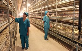 Казахские птицеводы просят запретить ввоз российской курятины в страну автотранспортом