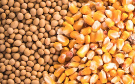 Прогнозы USDA: мировое производство кукурузы и сои увеличится в новом сельхозсезоне