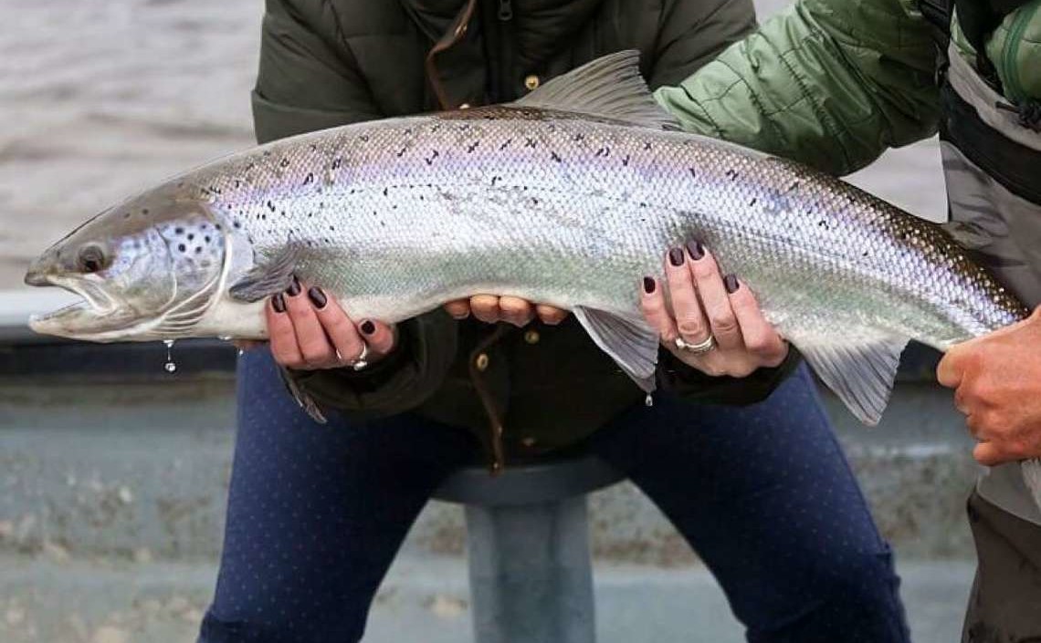 Andfjord Salmon - первый улов с наземной фермы