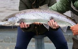 Andfjord Salmon - первый улов с наземной фермы
