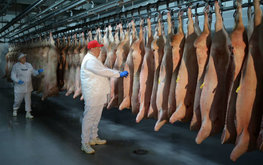 Россия нарастила экспорт свинины на 57%