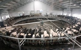 В 2023 году продолжается рост производства сырого молока