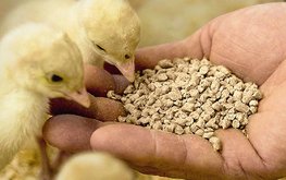 На Иранском кормовом рынке возник острый дефицит соевого шрота