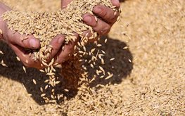 Изменение климата благотворно отразилось на урожае зерна