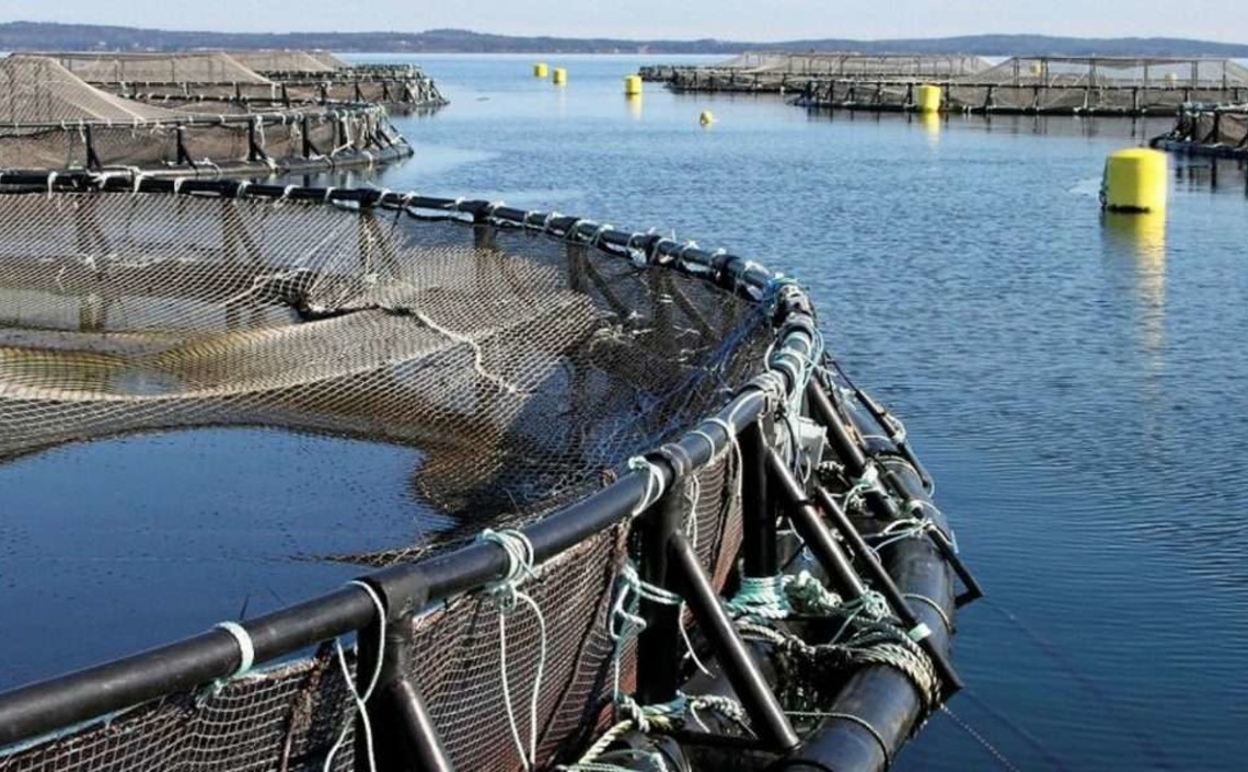Карельские биологи разрабатывают кормовые добавки из водорослей для продуктивного выращивания форели