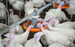 Российские птицеводы считают страны Африки и Иран перспективными для развития экспорта