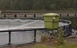 Рыбоводное хозяйство из Карелии развивается экологично
