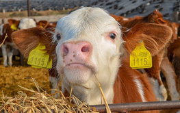 В Нижегородской области увеличены объемы производства животноводческой продукции