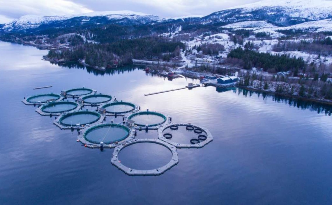 В Финляндии отмечен рост объёмов и стоимости продукции аквакультурыfishandfly.com