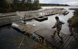 Карельские форелеводы получат подкрепление