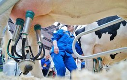 Rabobank снизил прогноз производства молока в мире