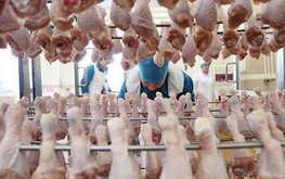 В Минсельхозе обсудили ситуацию на рынке мяса птицы и яиц