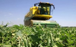Рекордный урожай гороха собрали липецкие аграрии