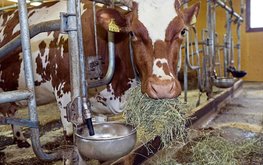 Кормовую добавку на основе эфиромасличных культур предлагают на замену антибиотикам