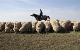 Развивать овцеводство по австралийскому методу планируют в Казахстане