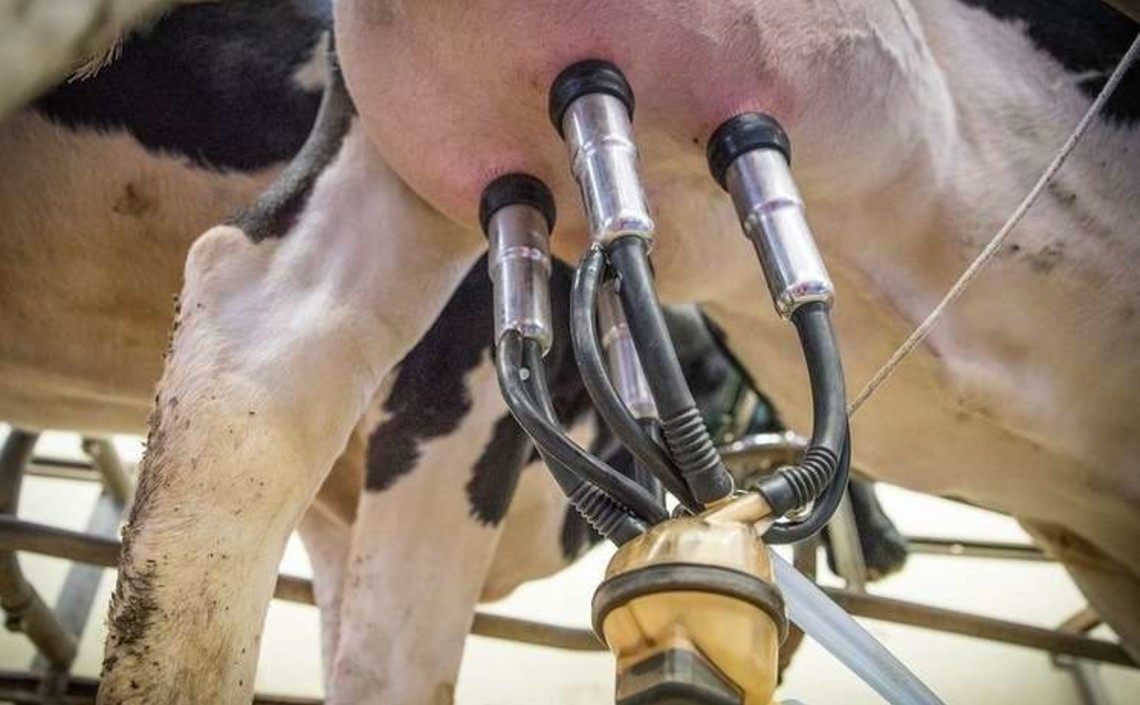 В Башкортостане выросла продуктивность племенных коров