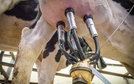В Башкортостане выросла продуктивность племенных коров